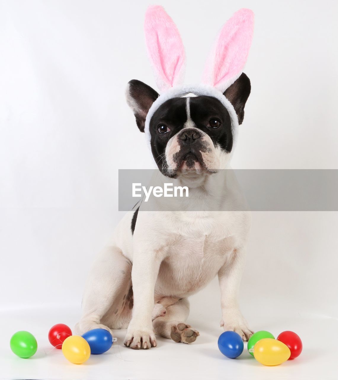 Portrait of dog with colorful easter eggs on white background