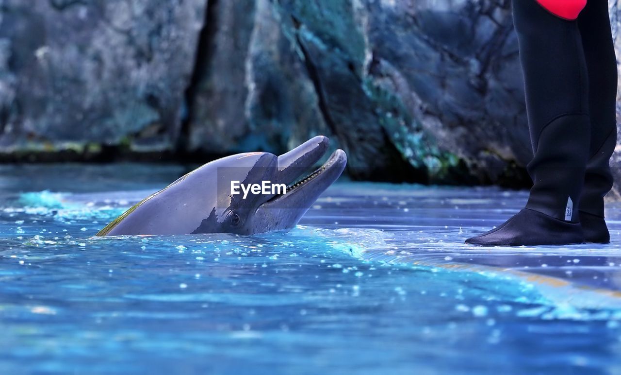 mammal, water, marine mammal, animal, animal themes, wildlife, animal wildlife, sea, underwater, nature, aquatic mammal, fish, dolphin, marine biology, swimming, sea life, one animal, one person, outdoors, marine, animal body part, low section, adult, killer whale, day, sports, whale, human leg