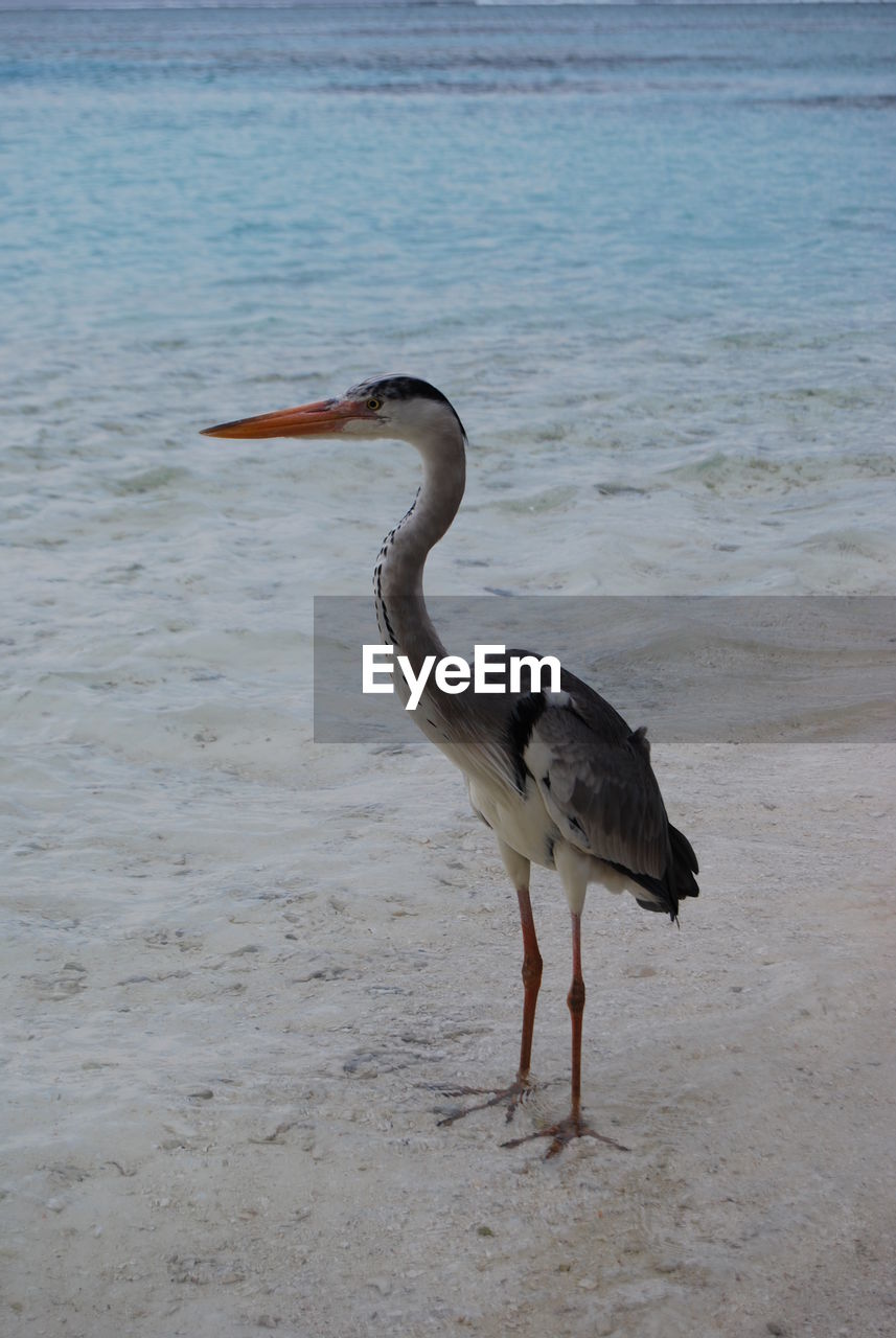 Gray heron on sea shore at beach