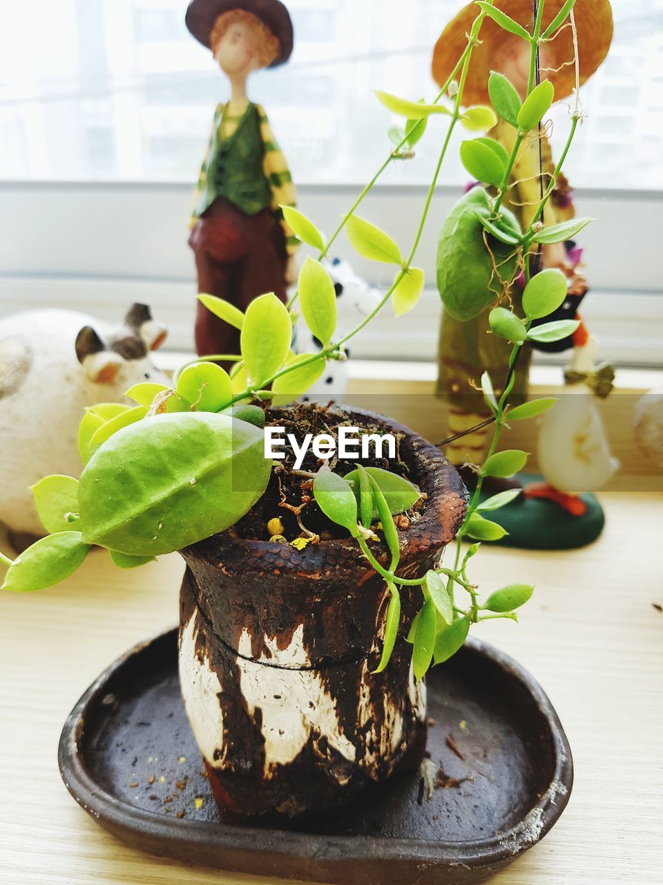 CLOSE-UP OF POTTED PLANT ON PLATE