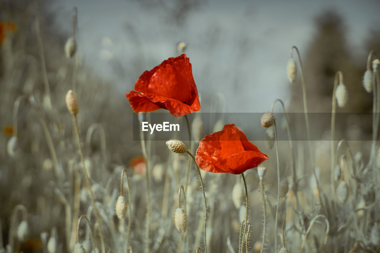 Close-up of red poppy flower on field