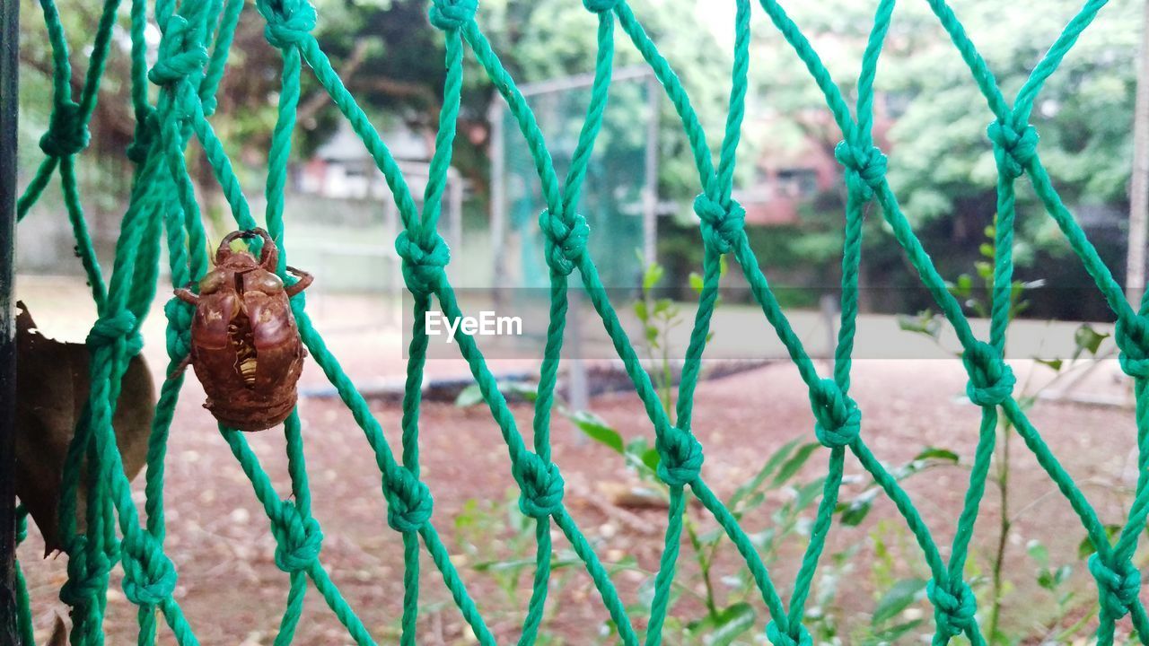 Close-up of cicada exoskeleton on netting