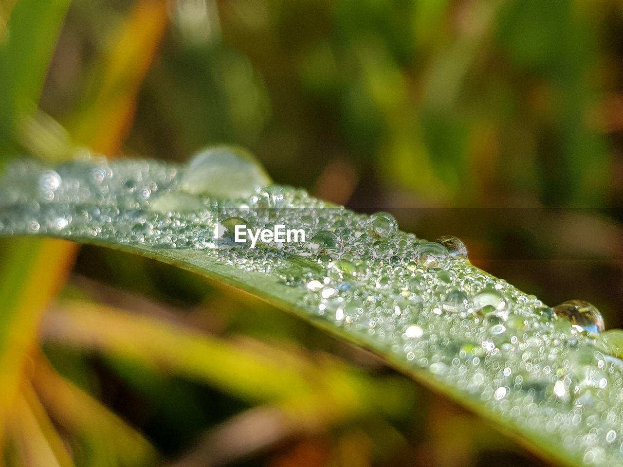 Close-up of water drops on leaf