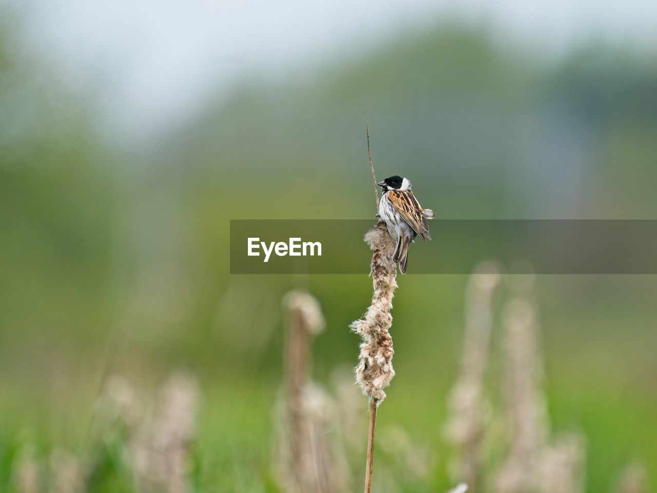 Photo of reed bunting on bulrushes 