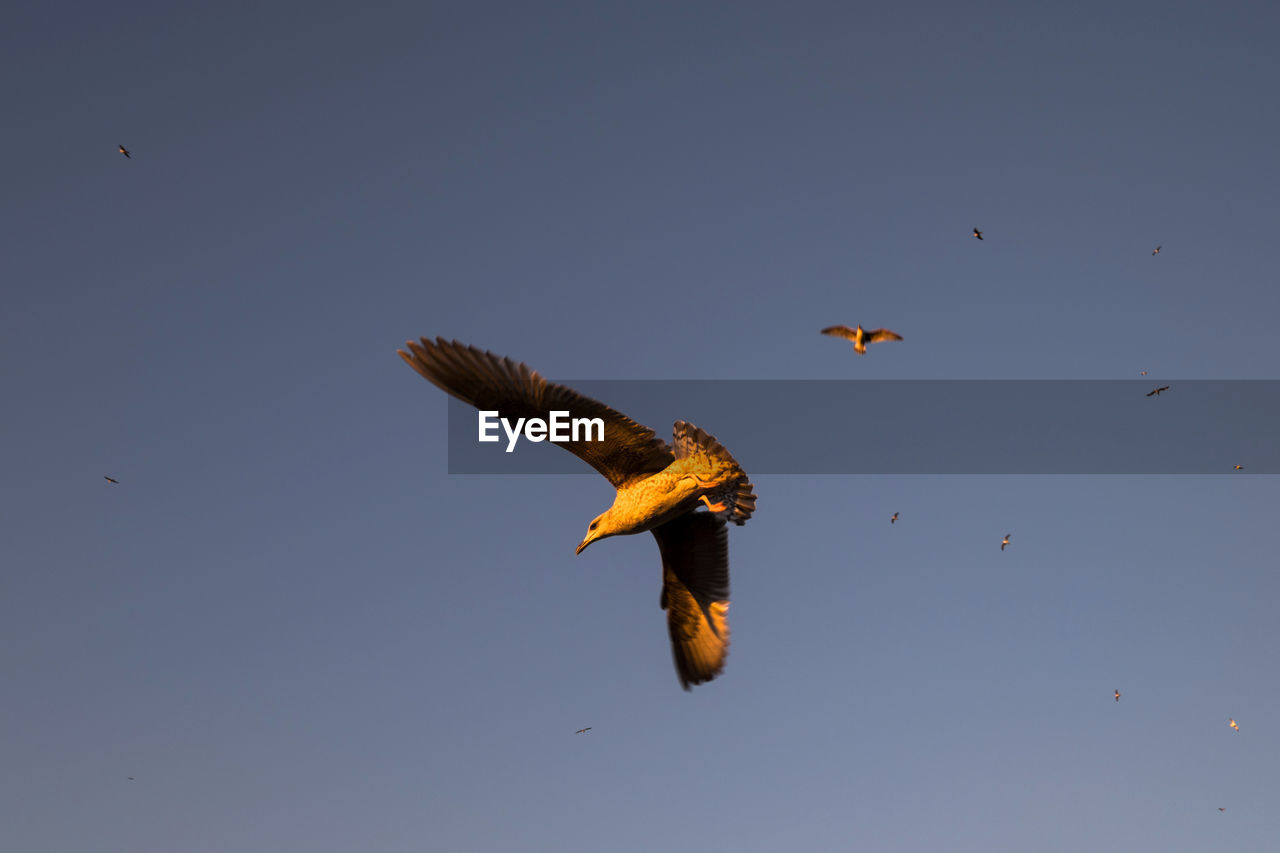 LOW ANGLE VIEW OF HAWK FLYING AGAINST CLEAR SKY