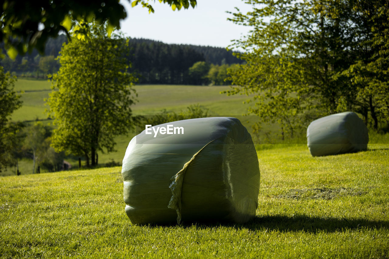 HAY BALES ON FIELD AGAINST TREES