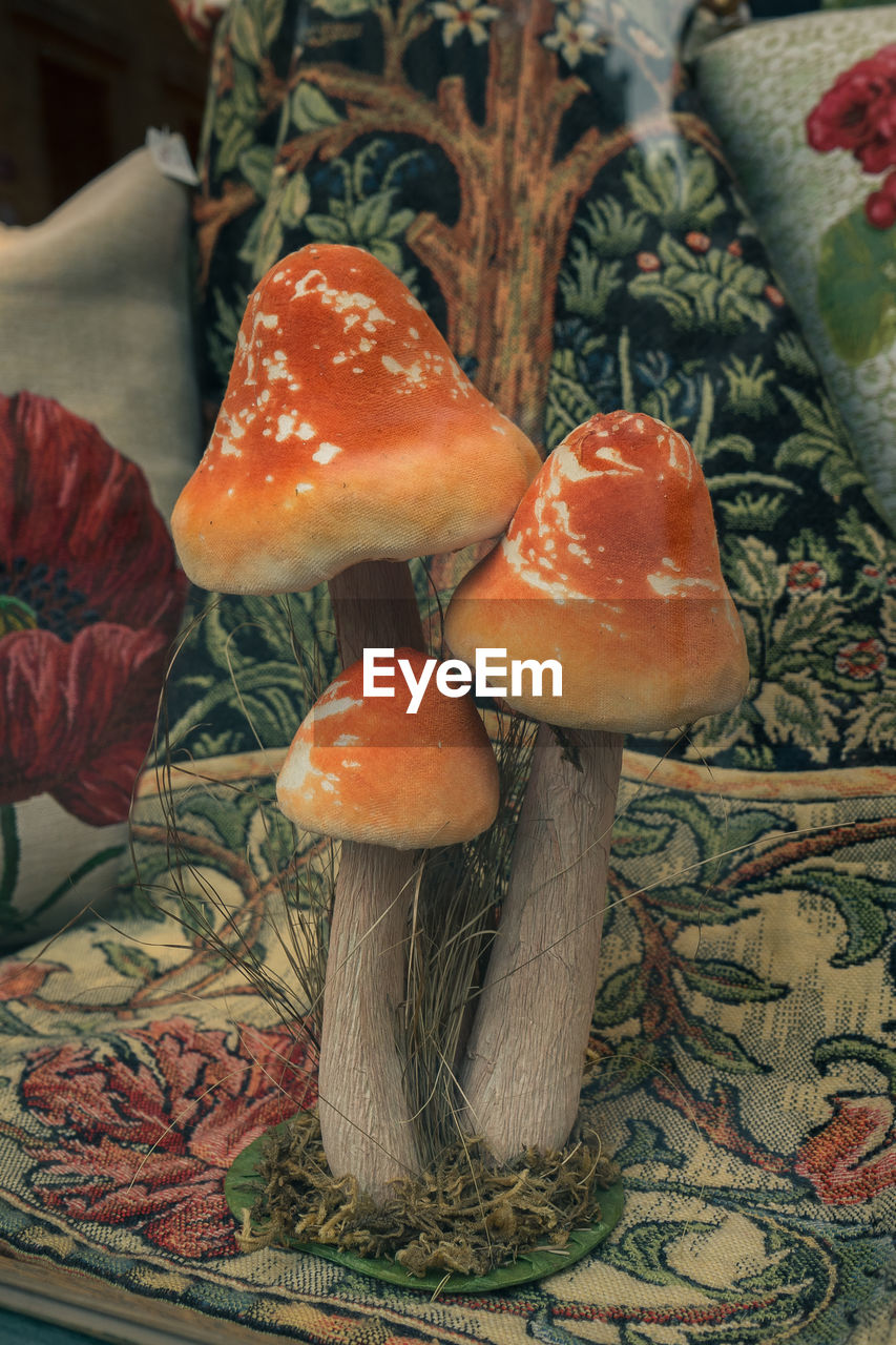 Close-up of mushrooms