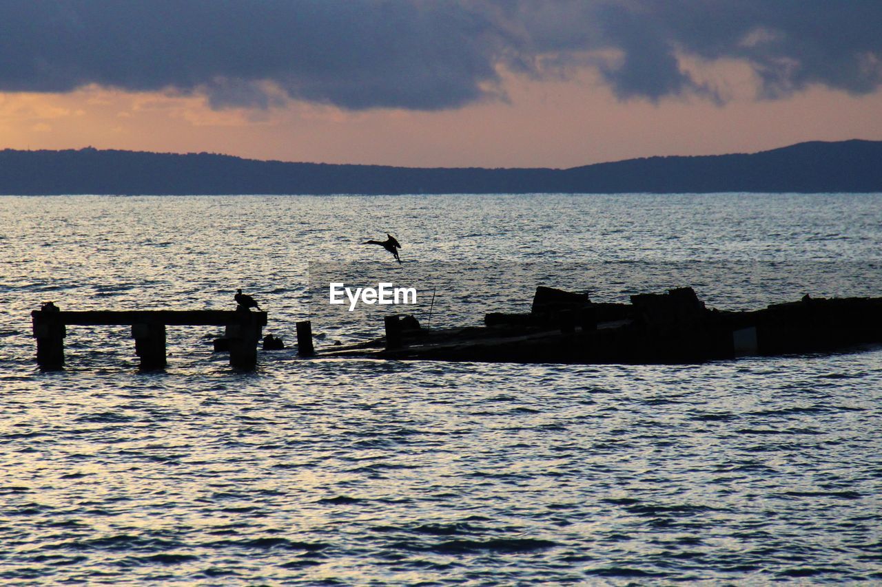 VIEW OF SEAGULLS ON SEA