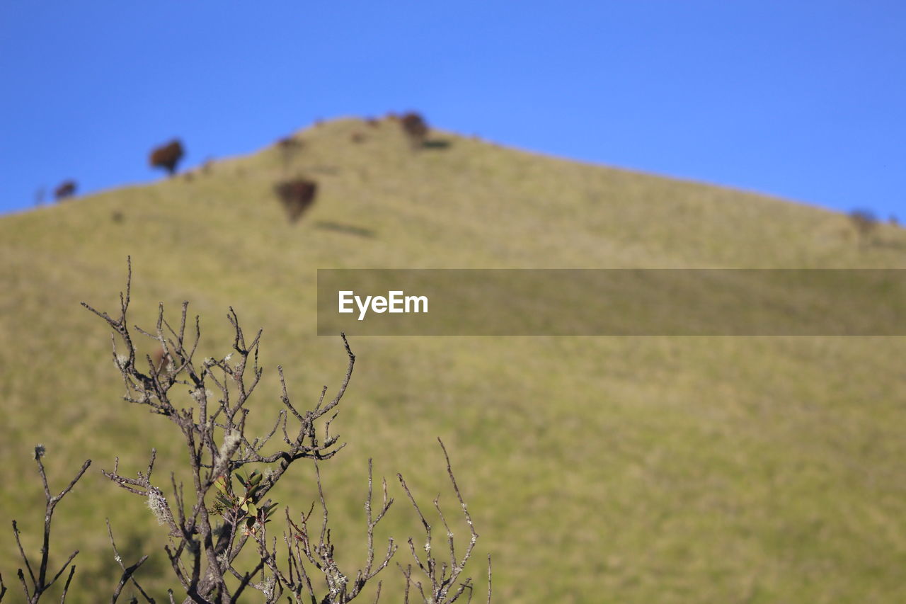 Plant on land against clear blue sky