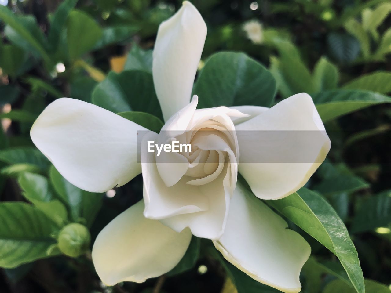 Close-up of white flowering plant