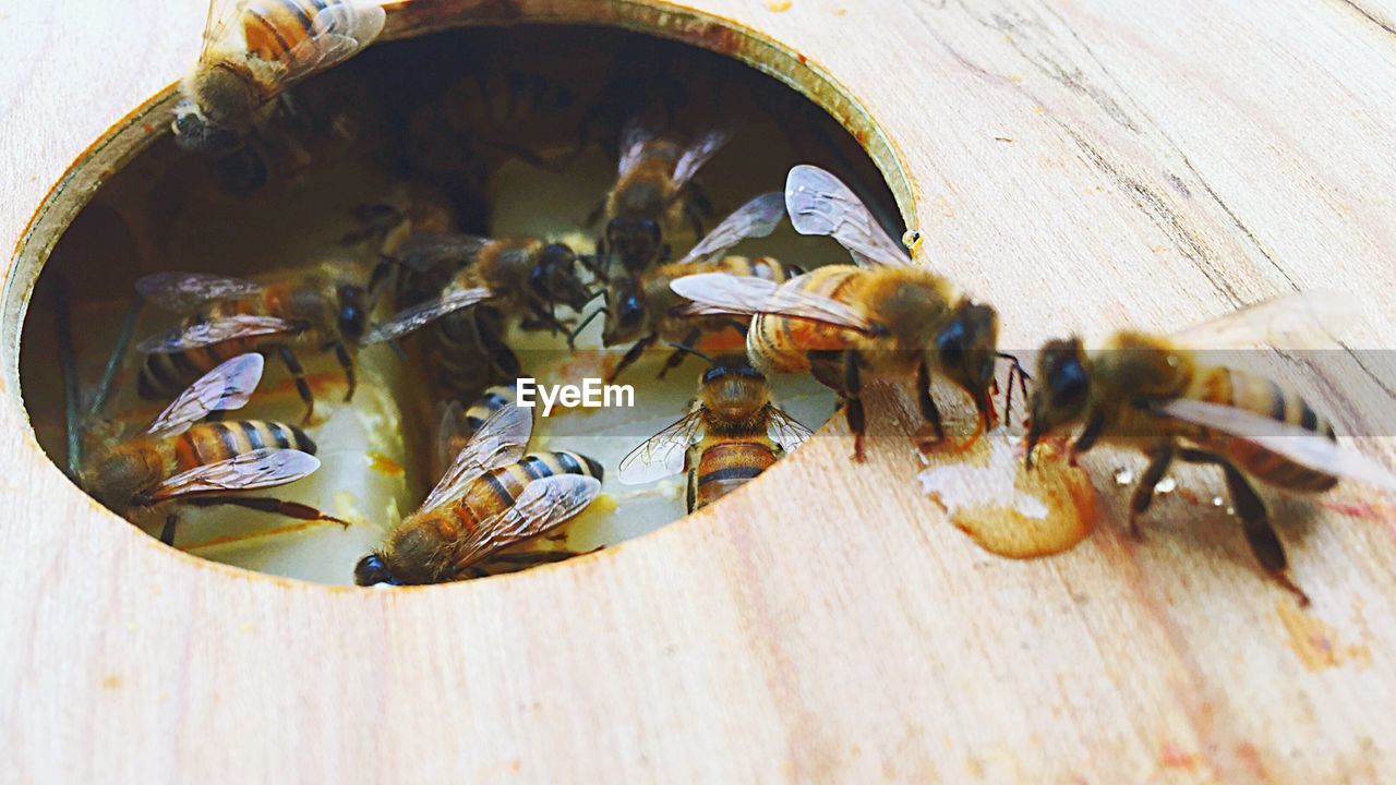 Close-up of honey bees on beehive