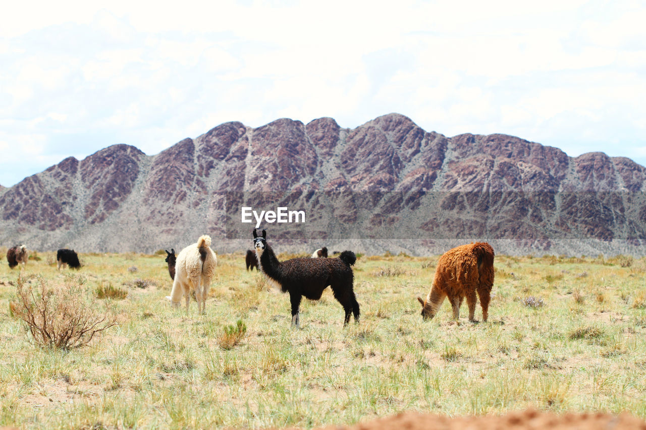 Horses on field against sky