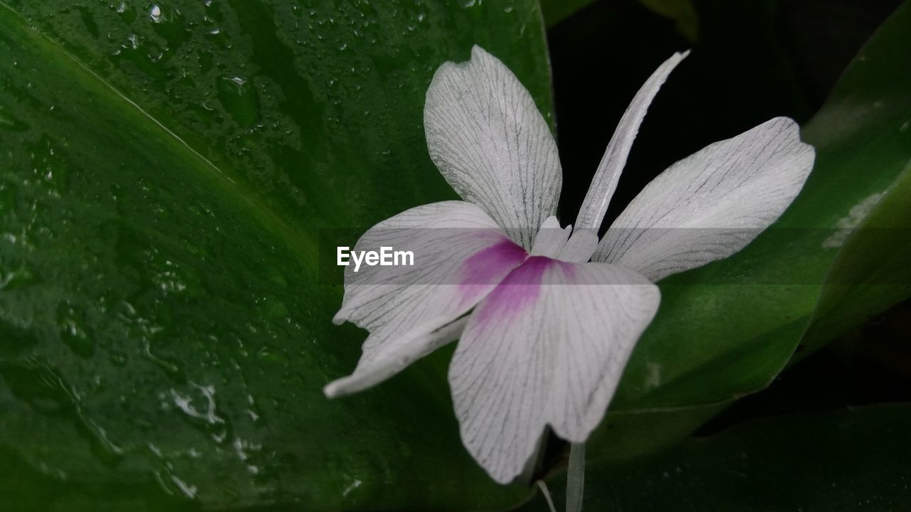 CLOSE-UP OF PURPLE FLOWER