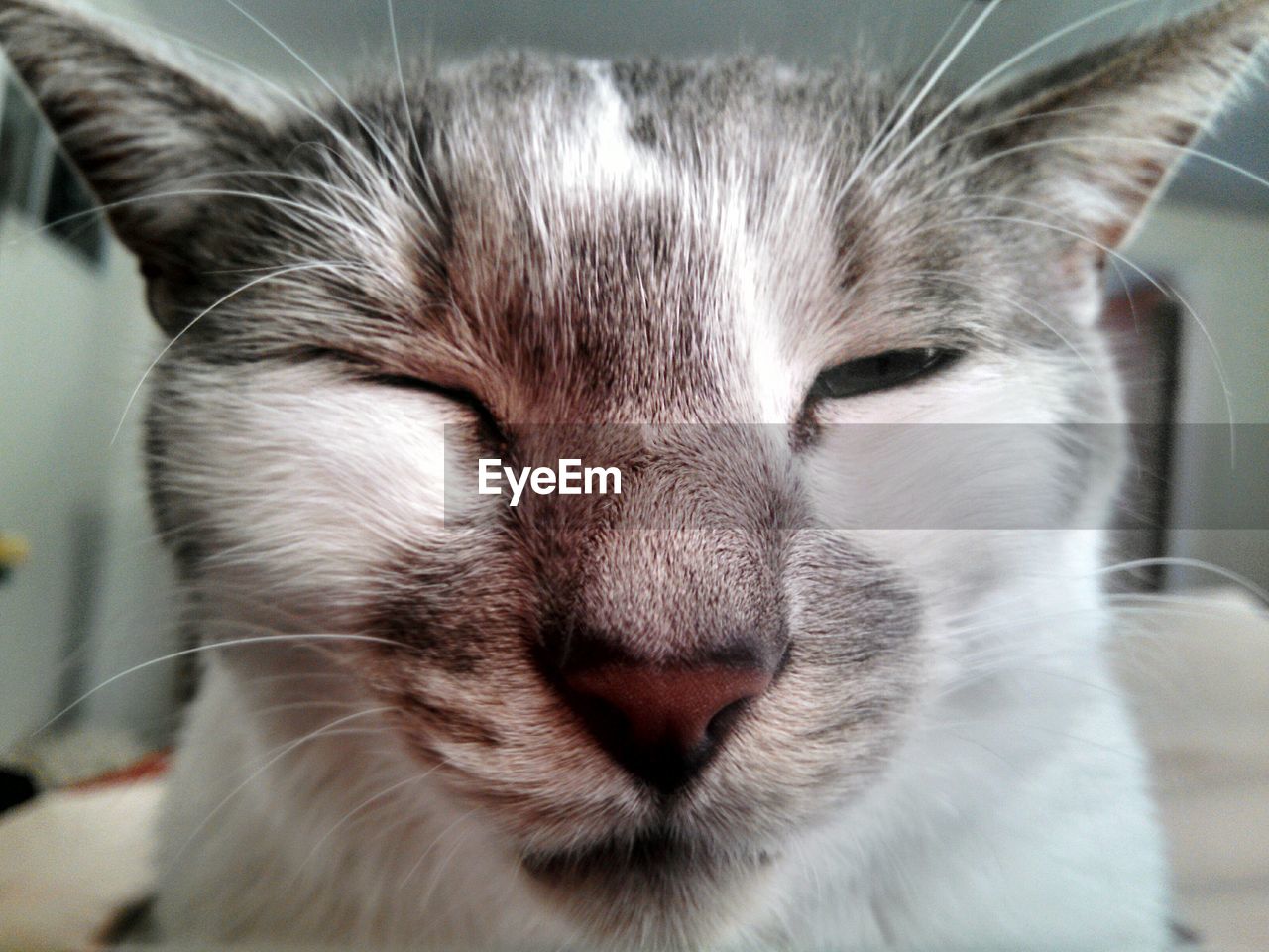 Close-up of cat winking