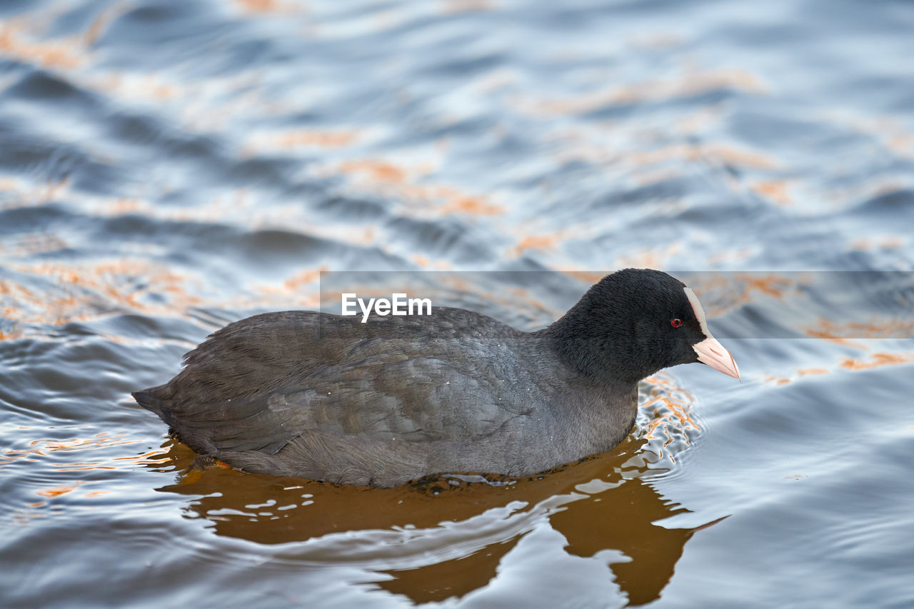 Eurasian or australian coot, fulica atra. coot floating on blue water, close up.