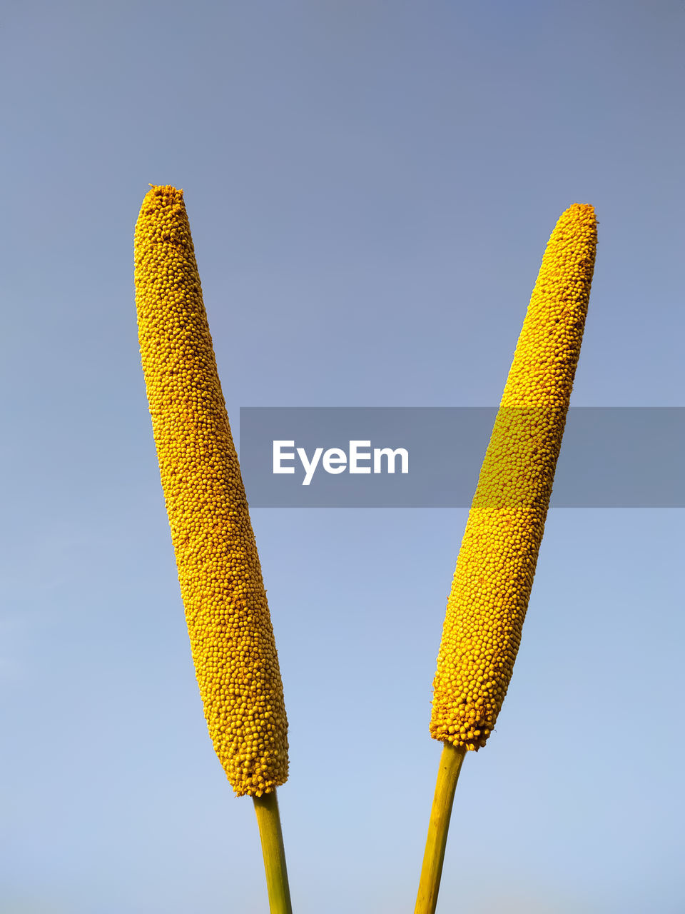 Low angle view of millet ears against clear blue sky