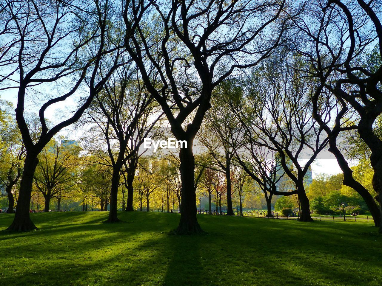 Silhouette bare trees on field at park
