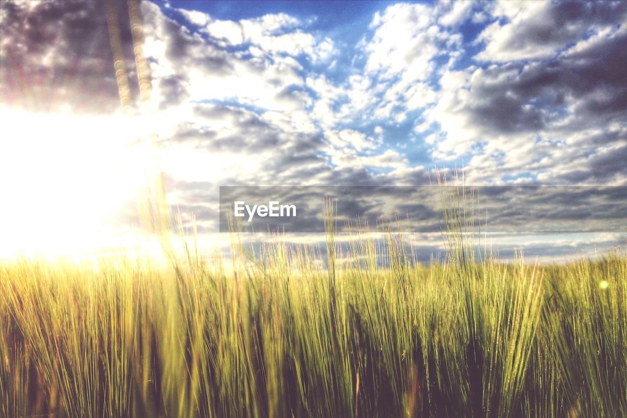 SCENIC VIEW OF GRASSY FIELD AGAINST CLOUDY SKY