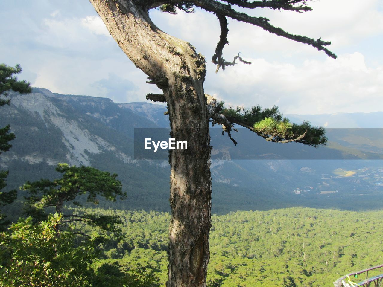 TREE TRUNK AGAINST MOUNTAIN RANGE