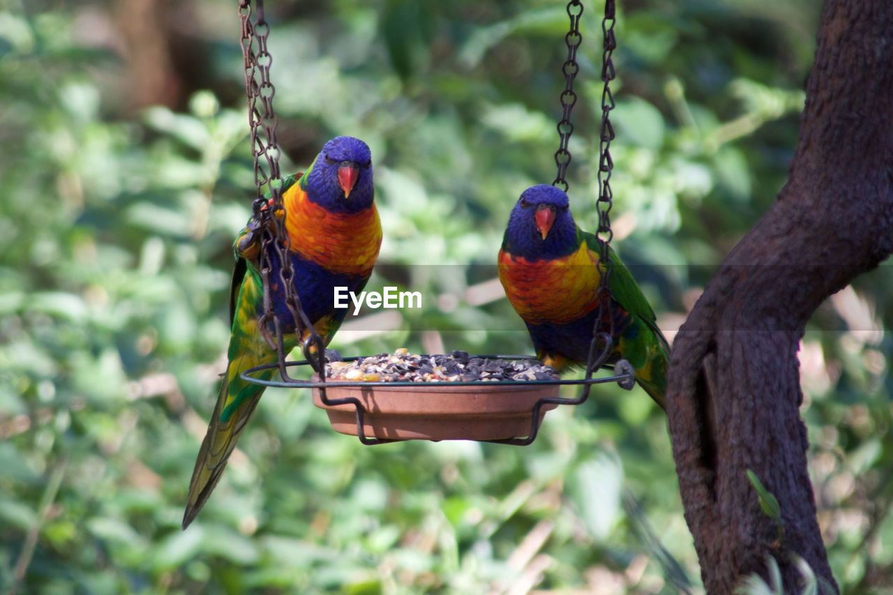 Rainbow lorikeets perching on feeder