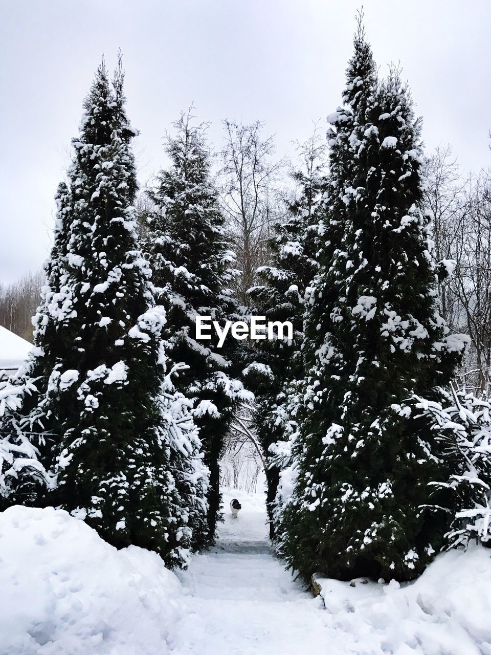 TREES IN SNOW AGAINST SKY