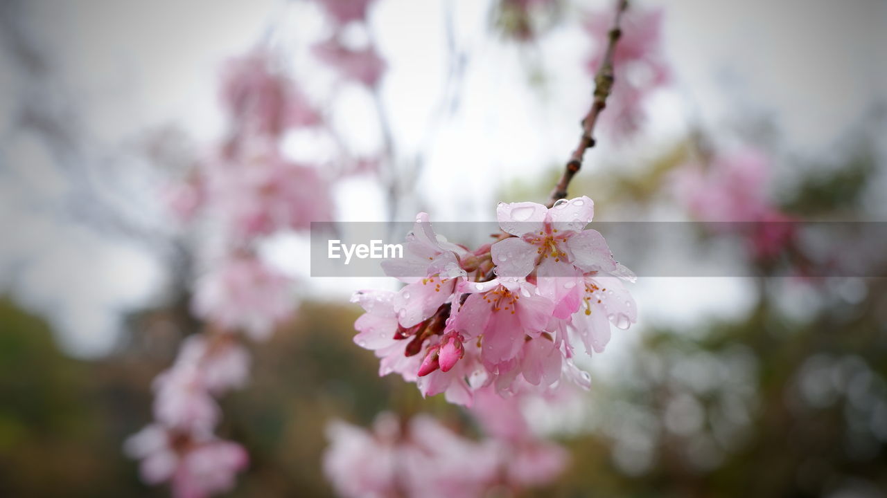 CLOSE-UP OF PINK CHERRY BLOSSOM TREE