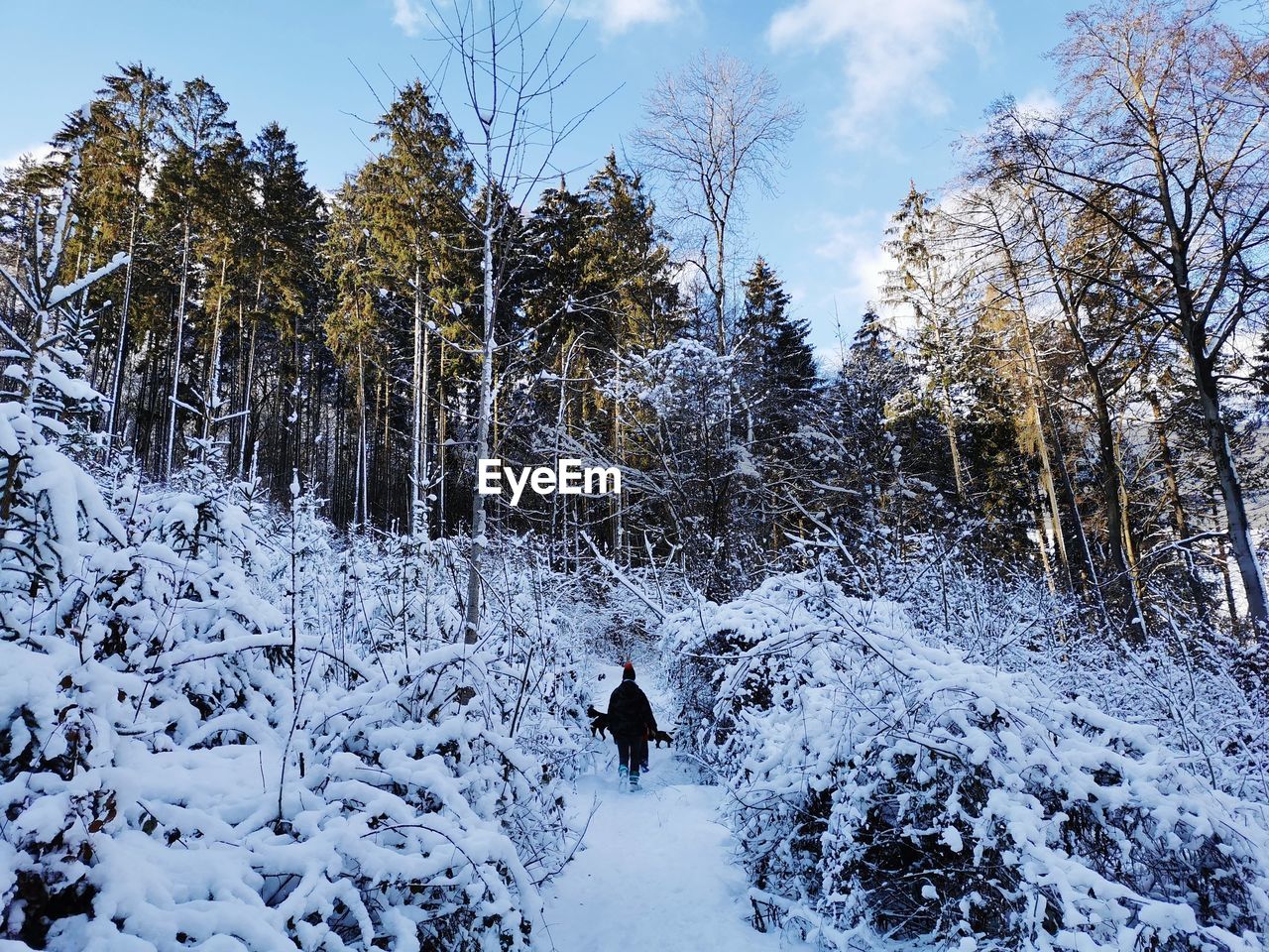 Rear view of woman walking on snow covered land against tree during winter