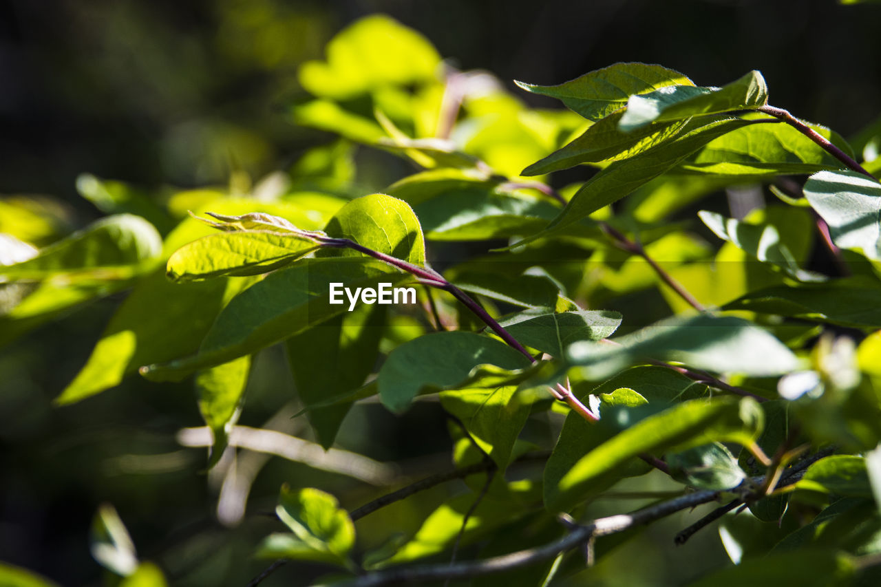 CLOSE-UP OF LEAVES