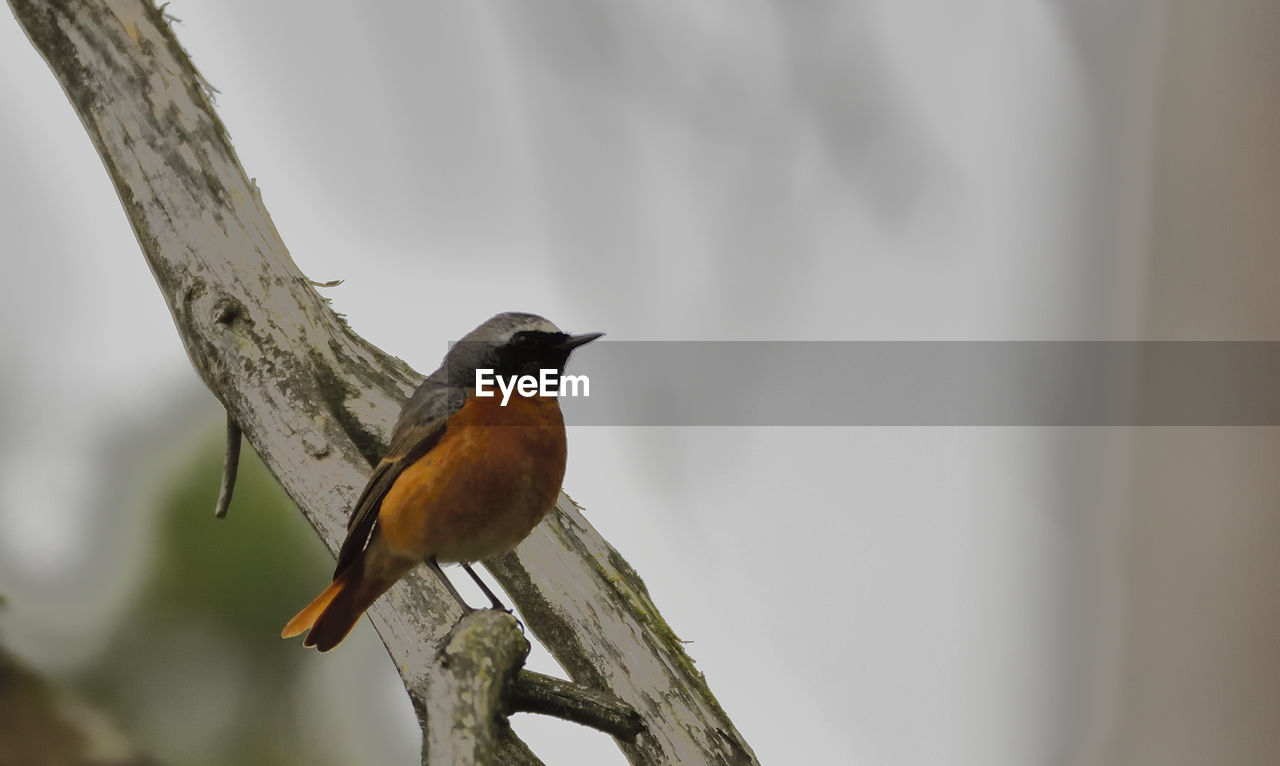 CLOSE-UP OF BIRD PERCHING ON TREE AGAINST BLURRED BACKGROUND