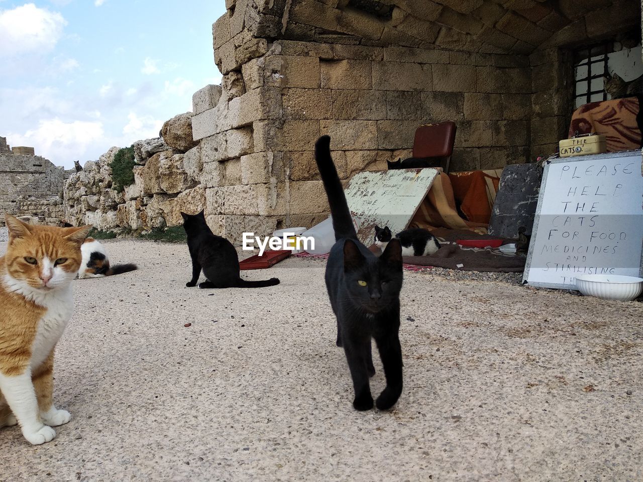 VIEW OF A CAT LOOKING DOWN