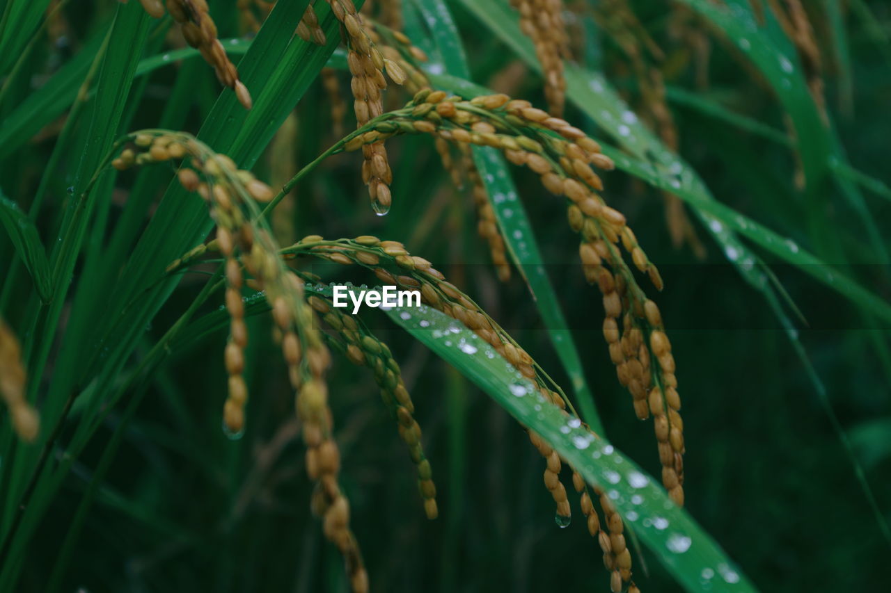 Close-up of grass