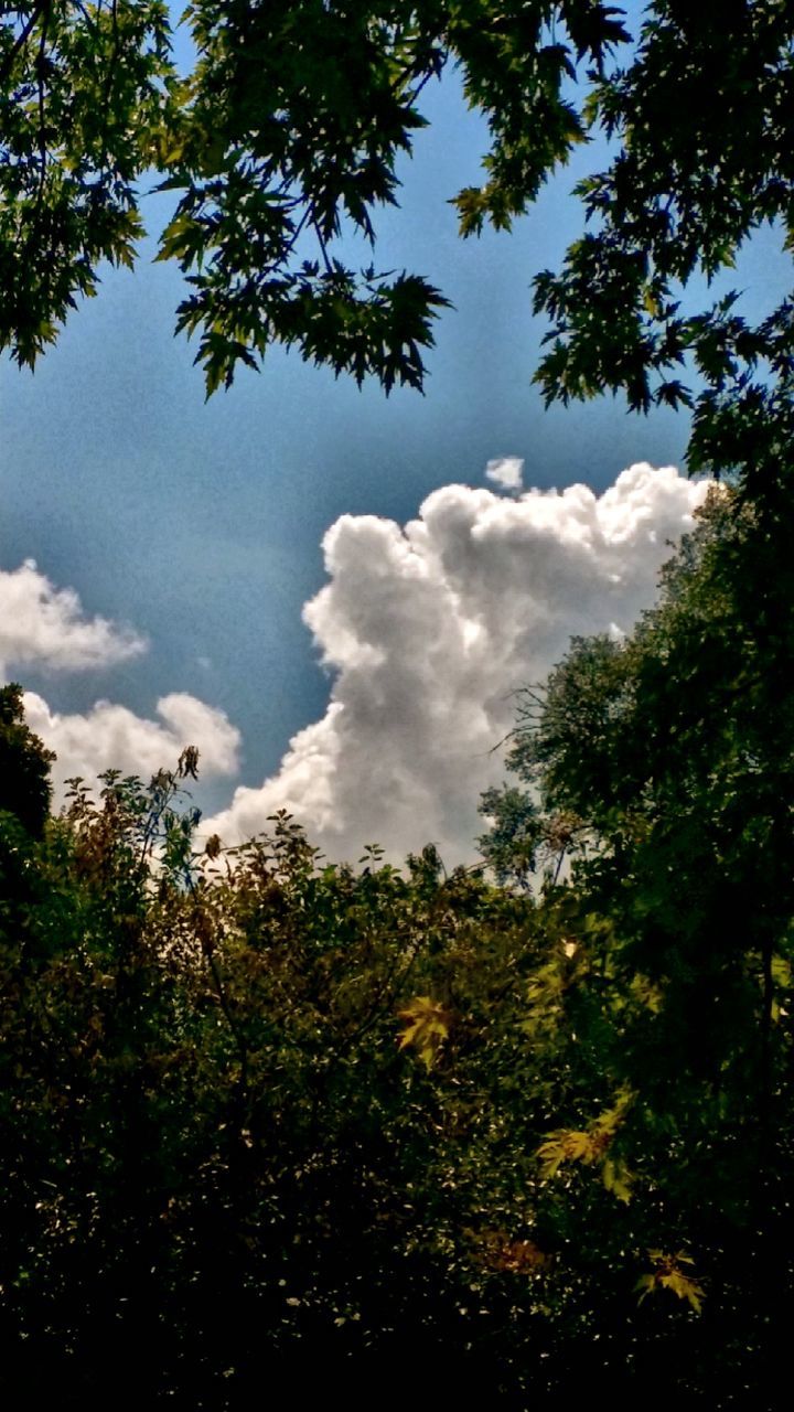 LOW ANGLE VIEW OF TREES AGAINST SKY