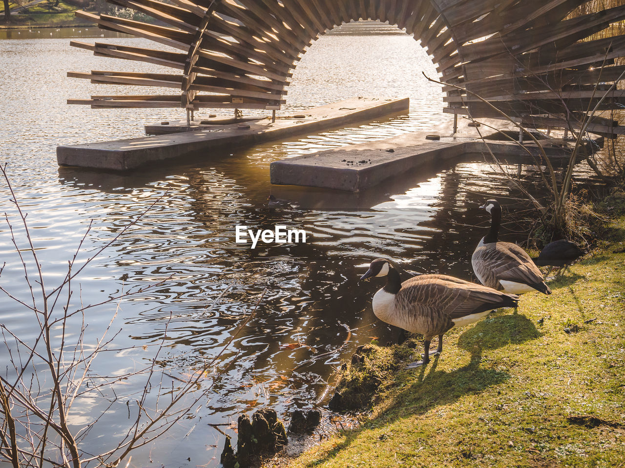 DUCK SWIMMING IN LAKE