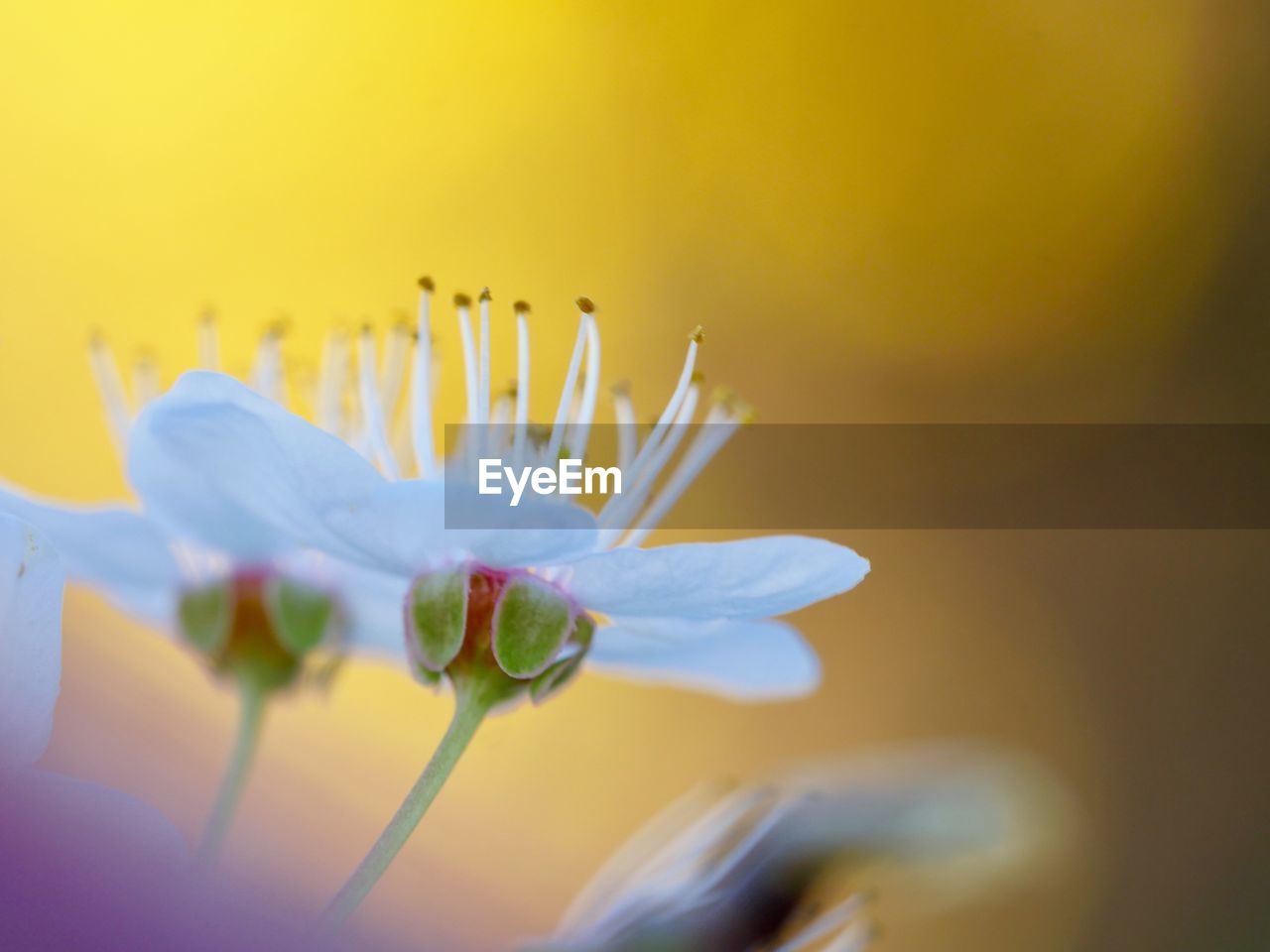 Close-up of purple flower