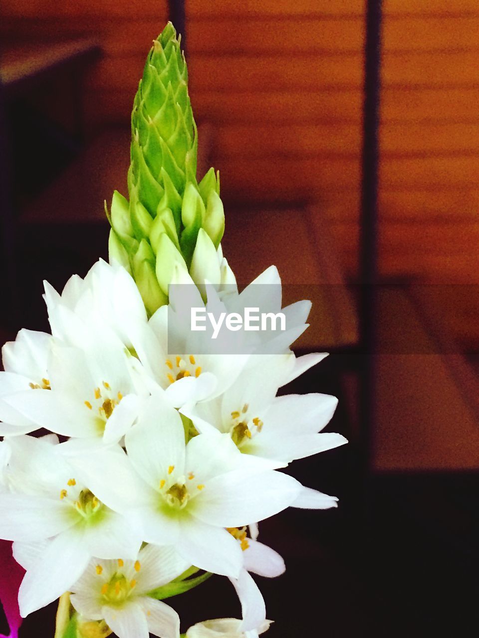 CLOSE-UP OF FLOWERS