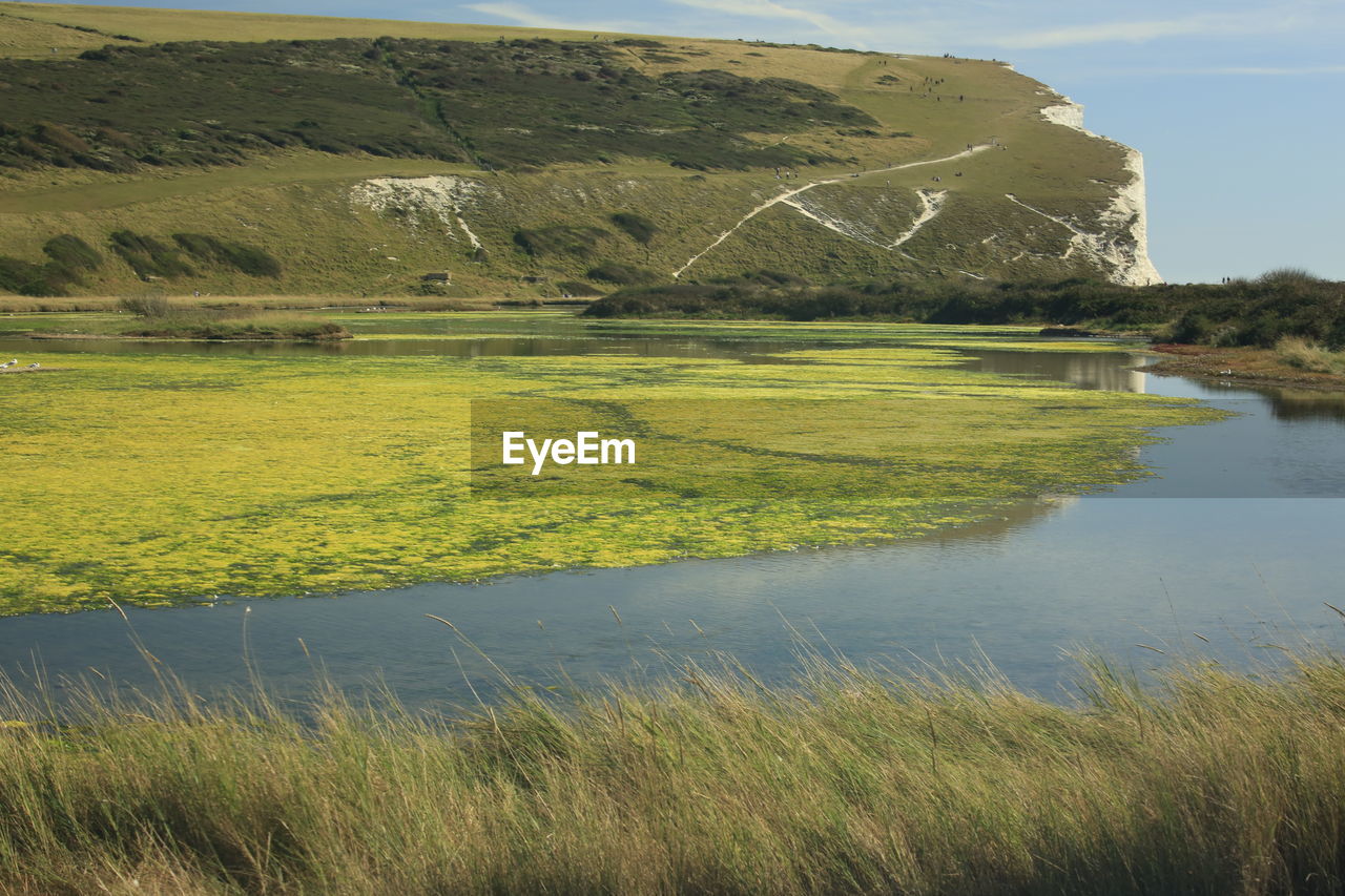 Scenic view of grassy field by lake