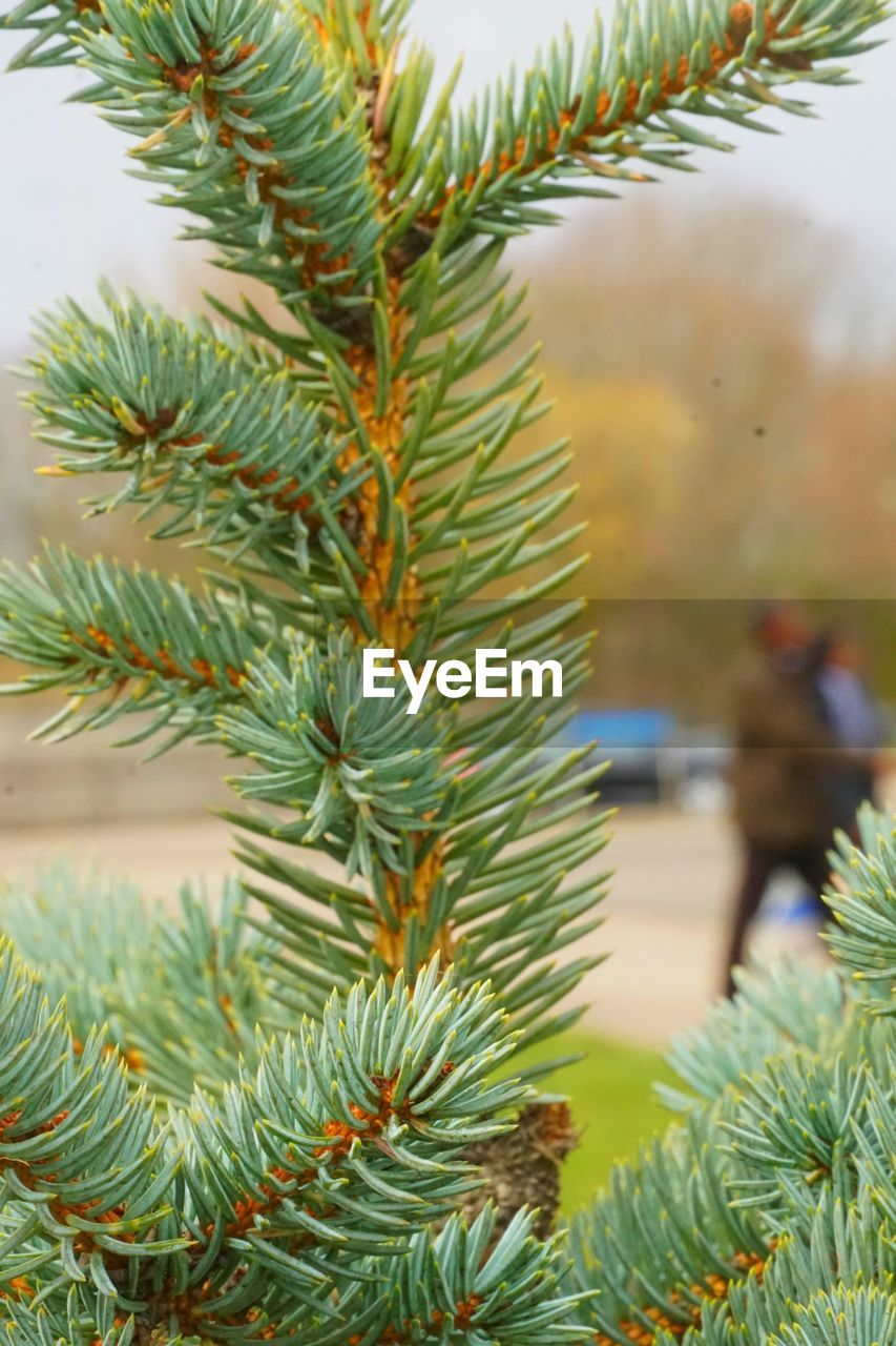 Close-up of pine tree