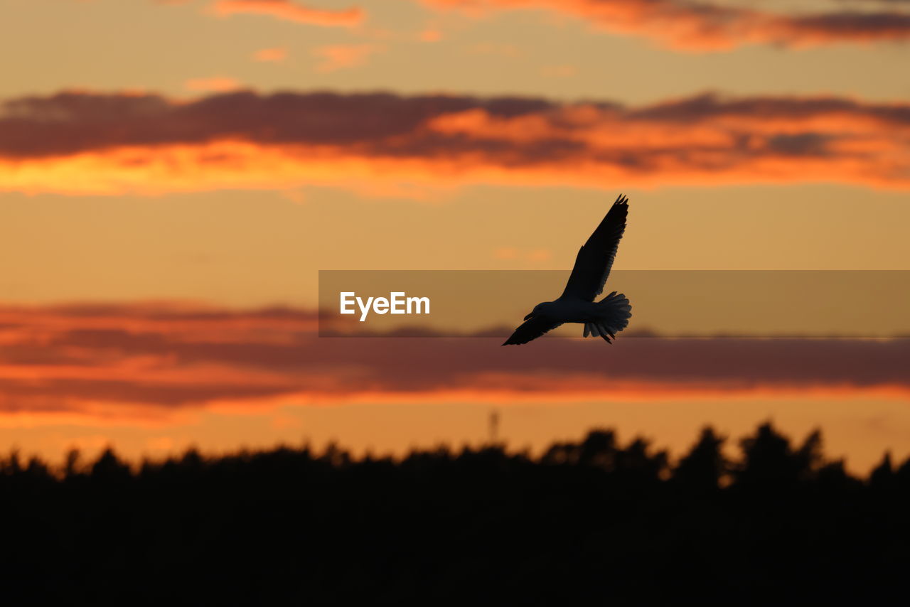 sunset, sky, animal themes, wildlife, animal, animal wildlife, silhouette, bird, one animal, flying, cloud, nature, beauty in nature, orange color, no people, dramatic sky, dusk, animal body part, scenics - nature, outdoors, spread wings, bird of prey, mid-air, tranquility, tranquil scene, landscape, evening, environment