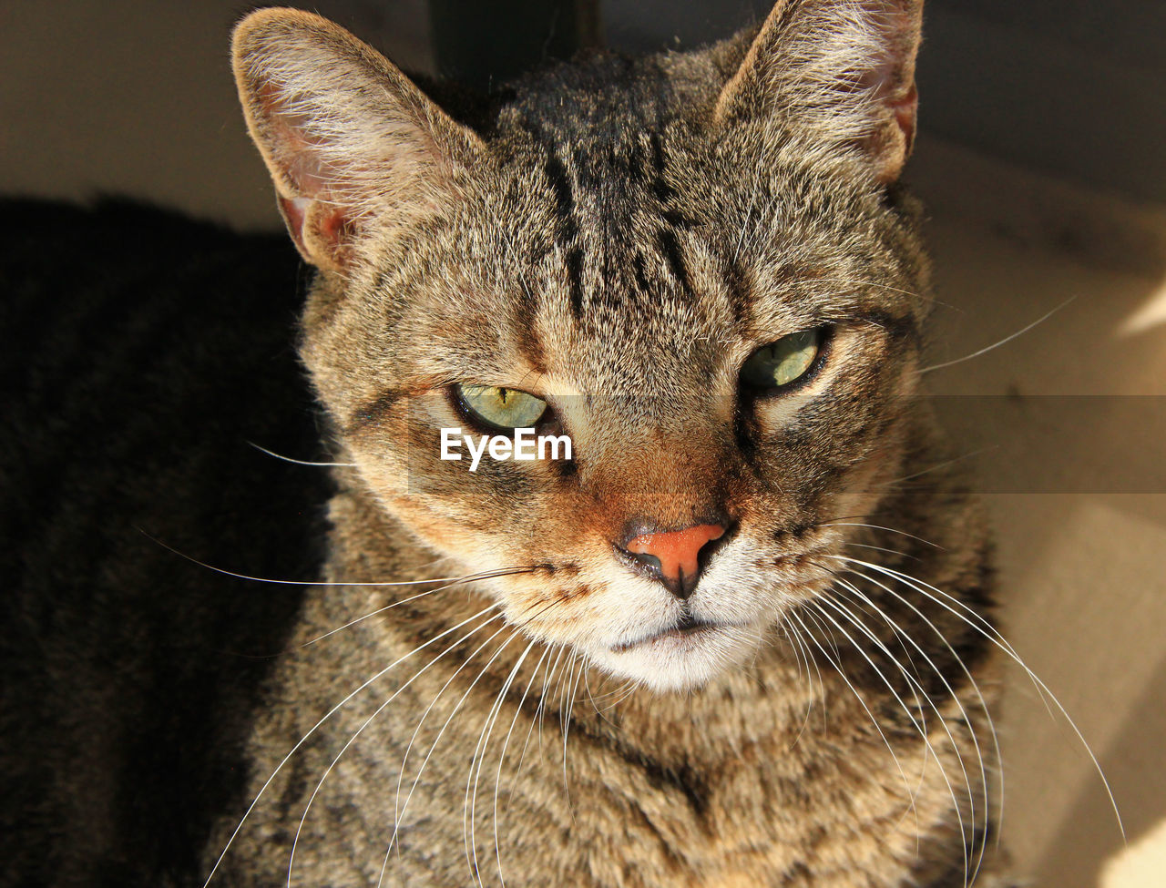 Close-up portrait of cat