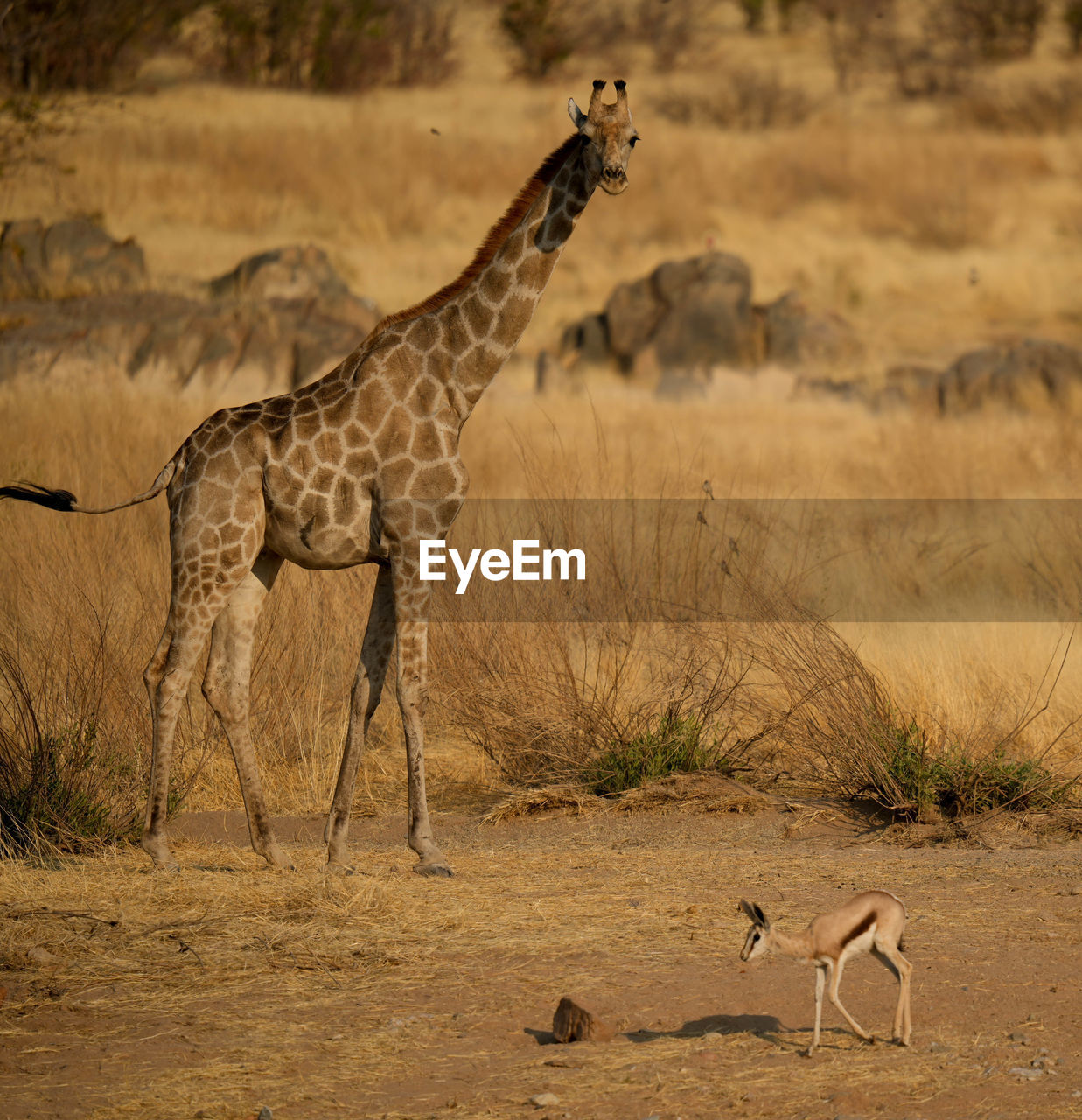 side view of cheetah running on field