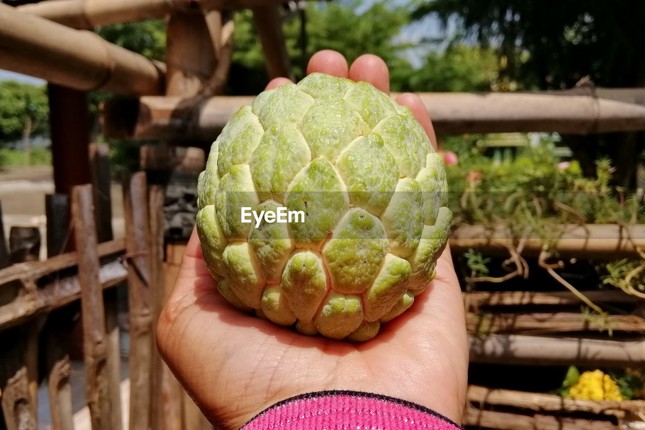 Close-up of hand holding fruit