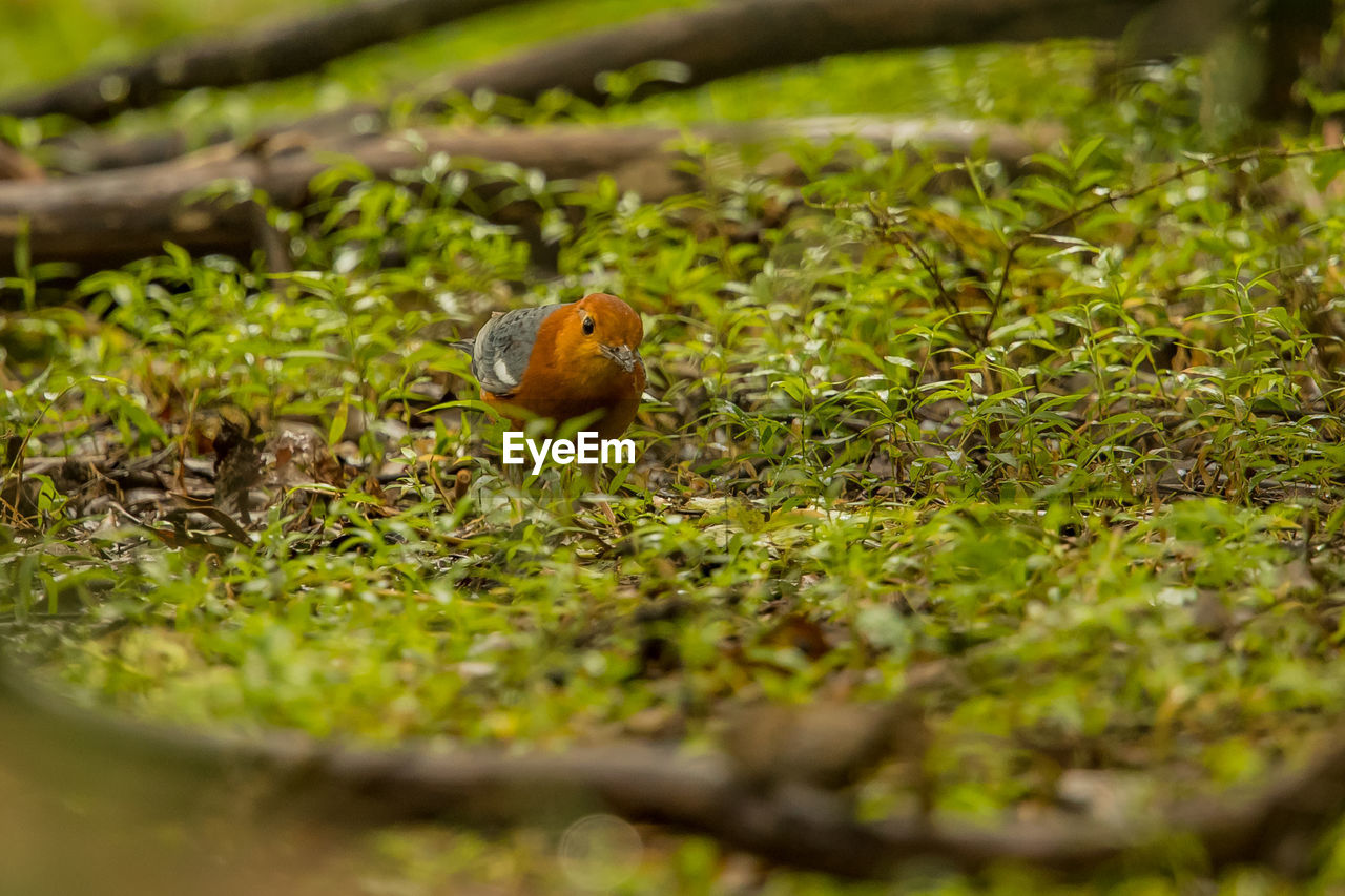 HIGH ANGLE VIEW OF BIRD PERCHING ON A FIELD