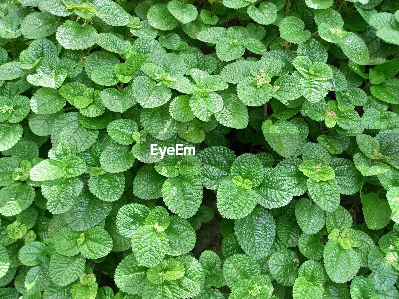 Natural green leaf