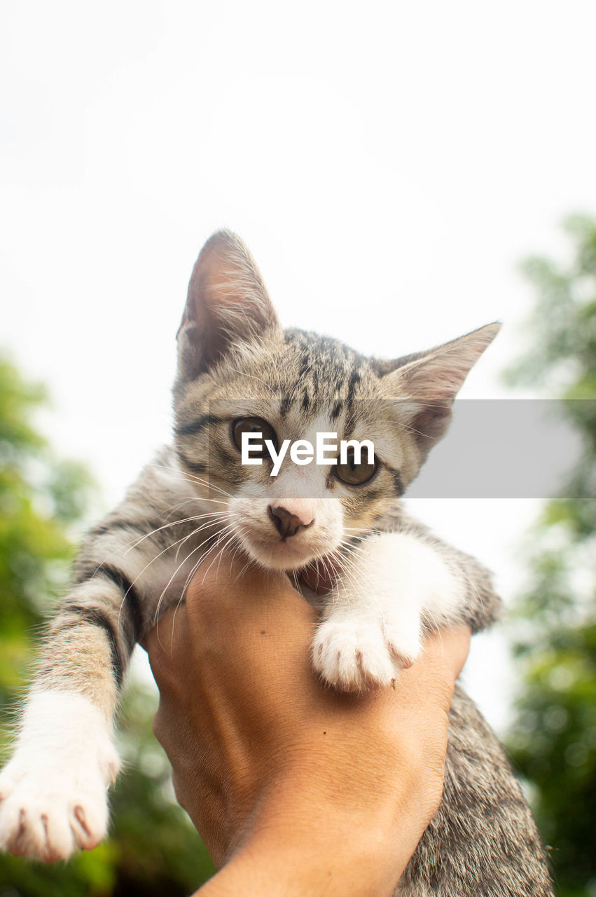 PORTRAIT OF CAT WITH HAND ON HUMAN FACE