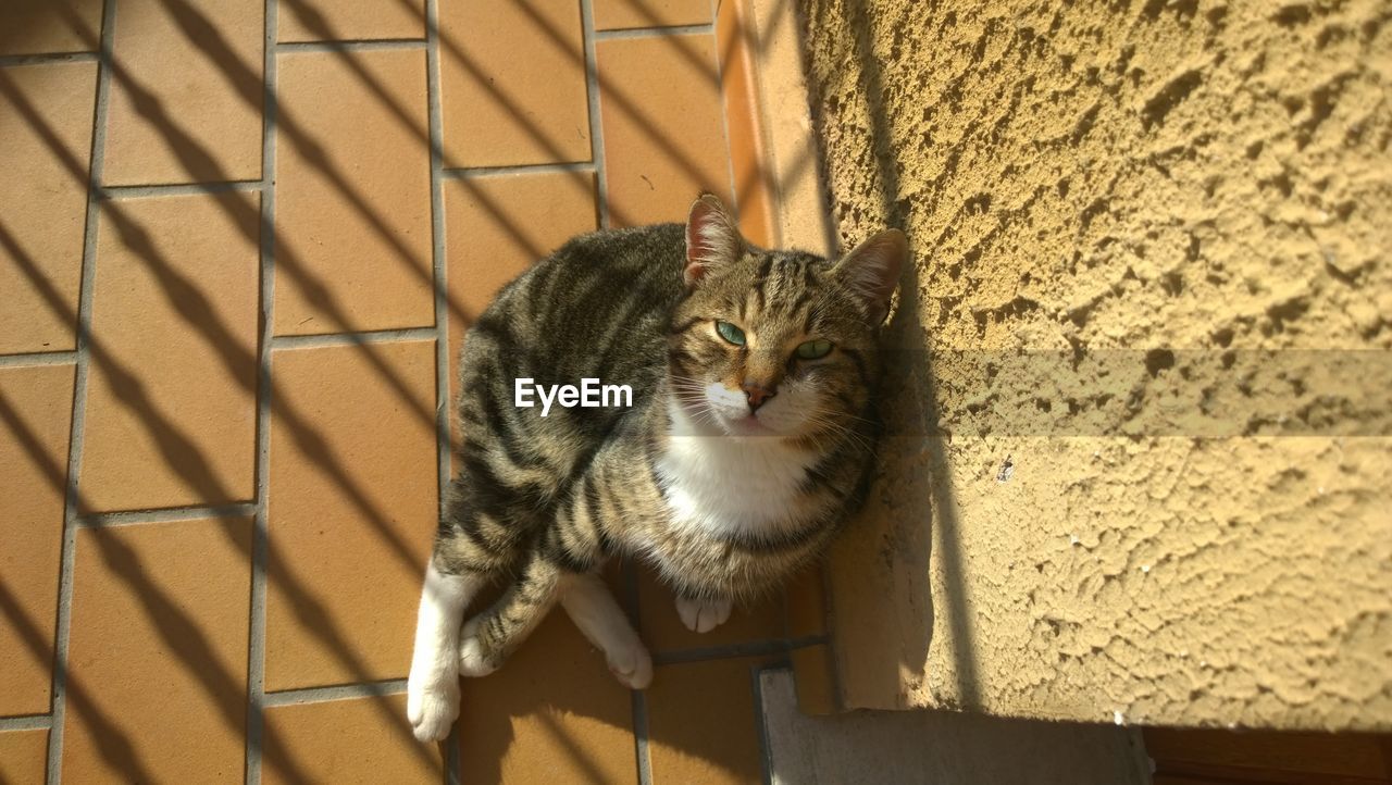 CLOSE-UP OF CAT SITTING ON WALL