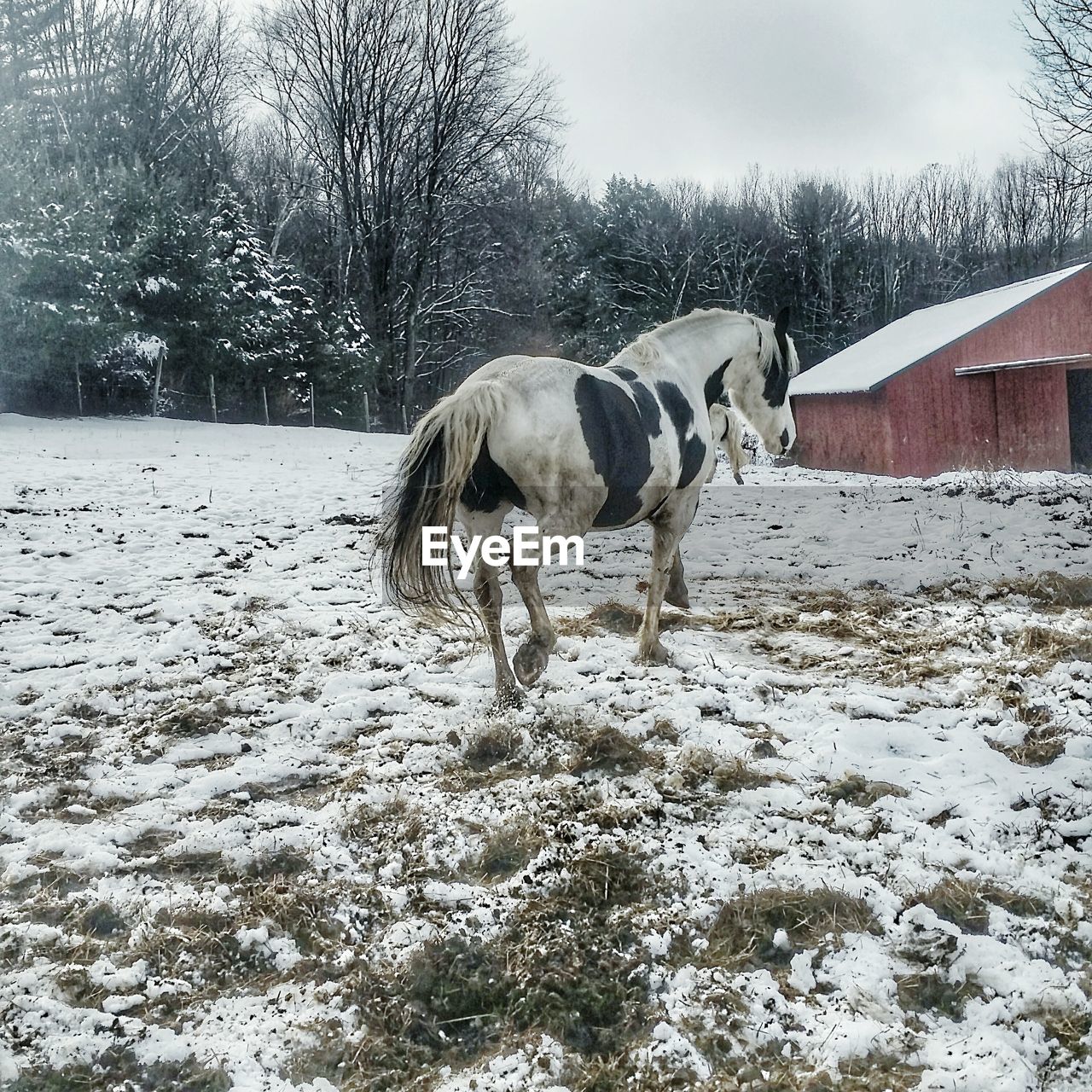 DOG ON GROUND