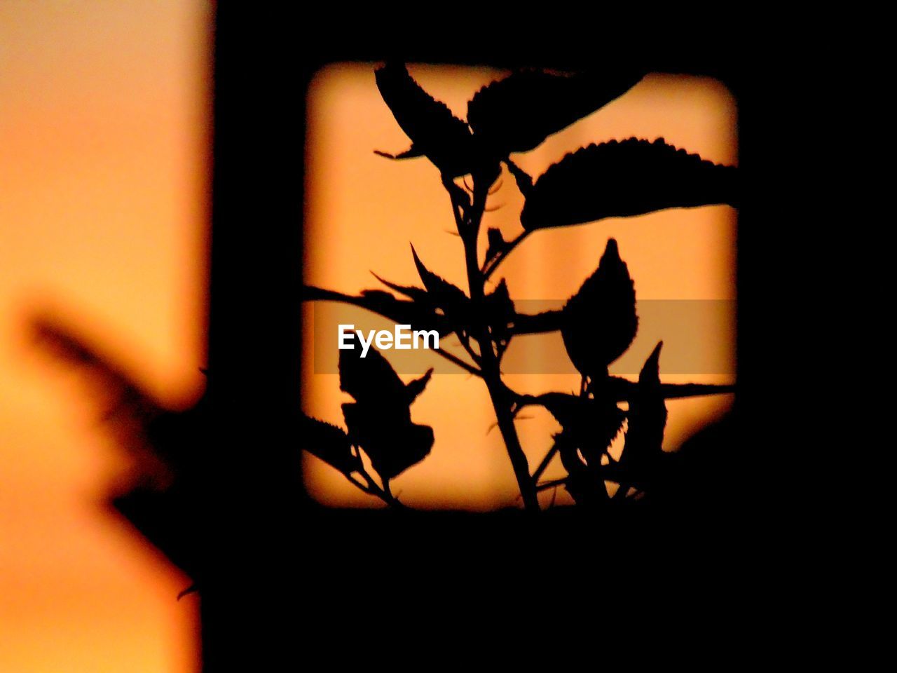 SILHOUETTE PLANT AGAINST ORANGE SKY