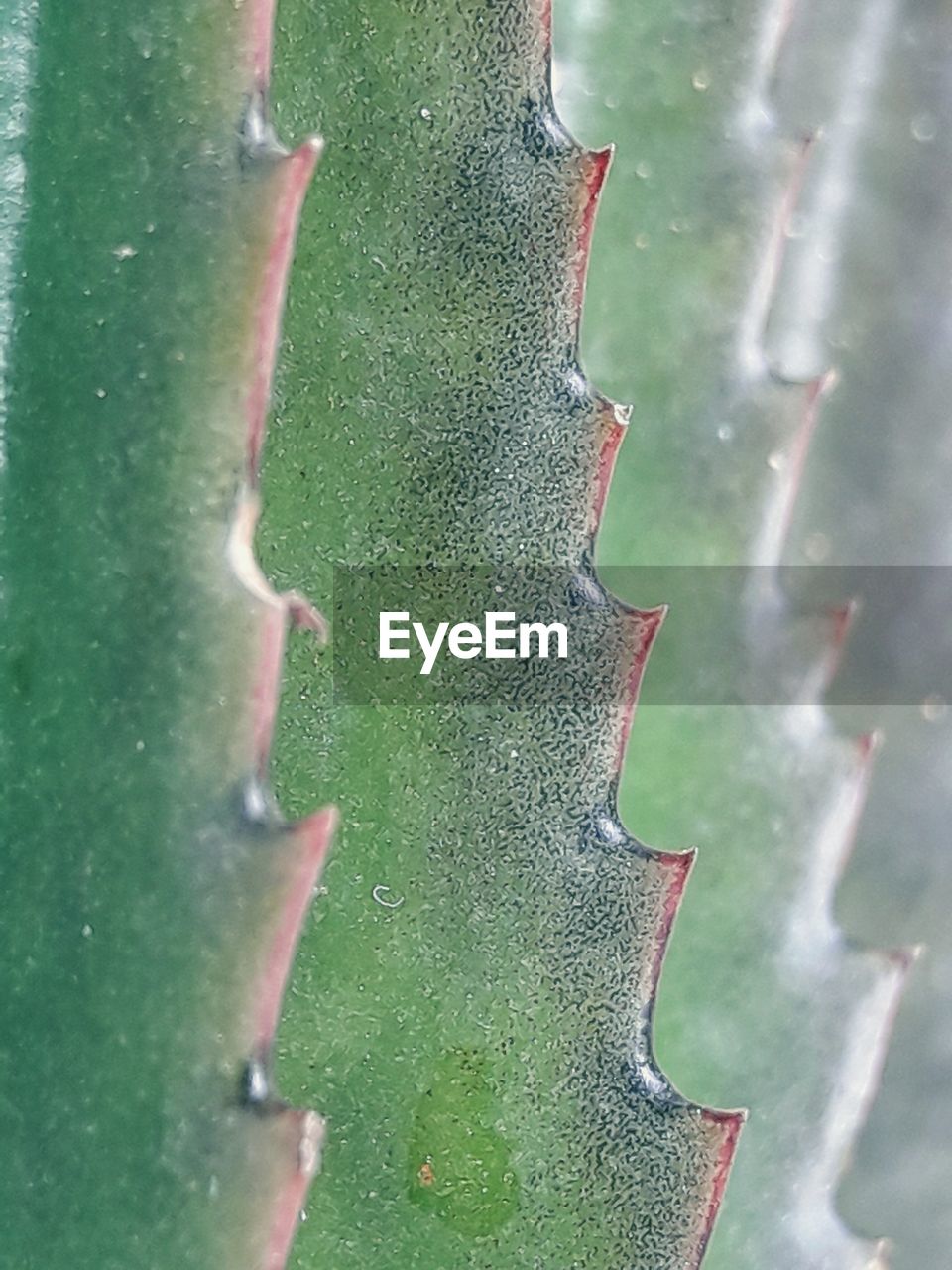 FULL FRAME SHOT OF ALOE VERA