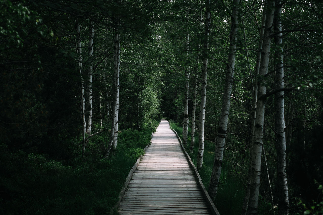 Footpath amidst trees in forest