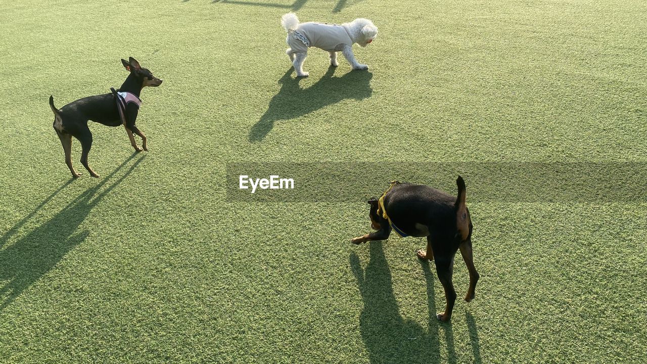 dogs running on grassy field